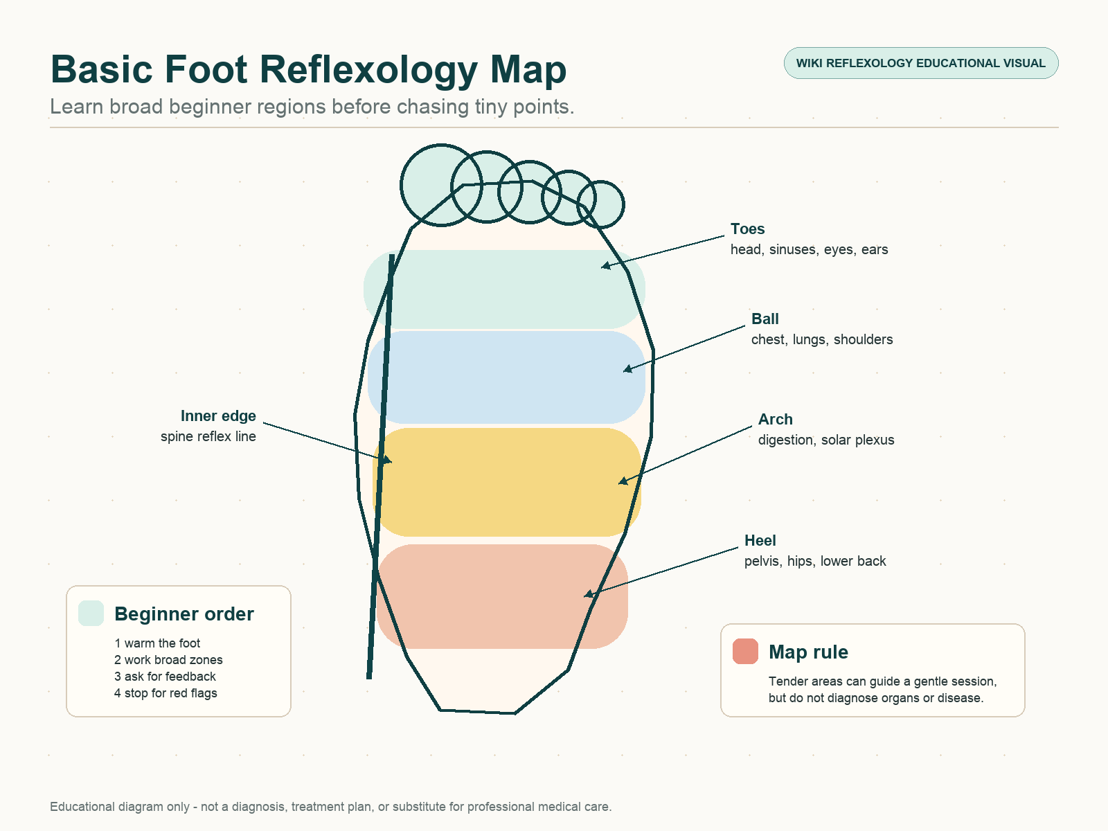 Basic foot reflexology map showing toes for head and sinuses, ball of foot for chest and shoulders, arch for digestion, heel for pelvis and lower back, and inner edge spine line.