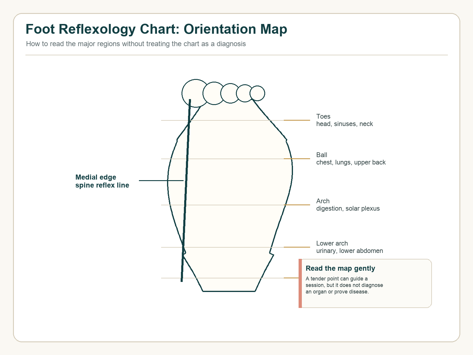 Foot reflexology chart orientation map showing toes, ball of foot, arch, lower arch, heel, and the medial spine reflex line.