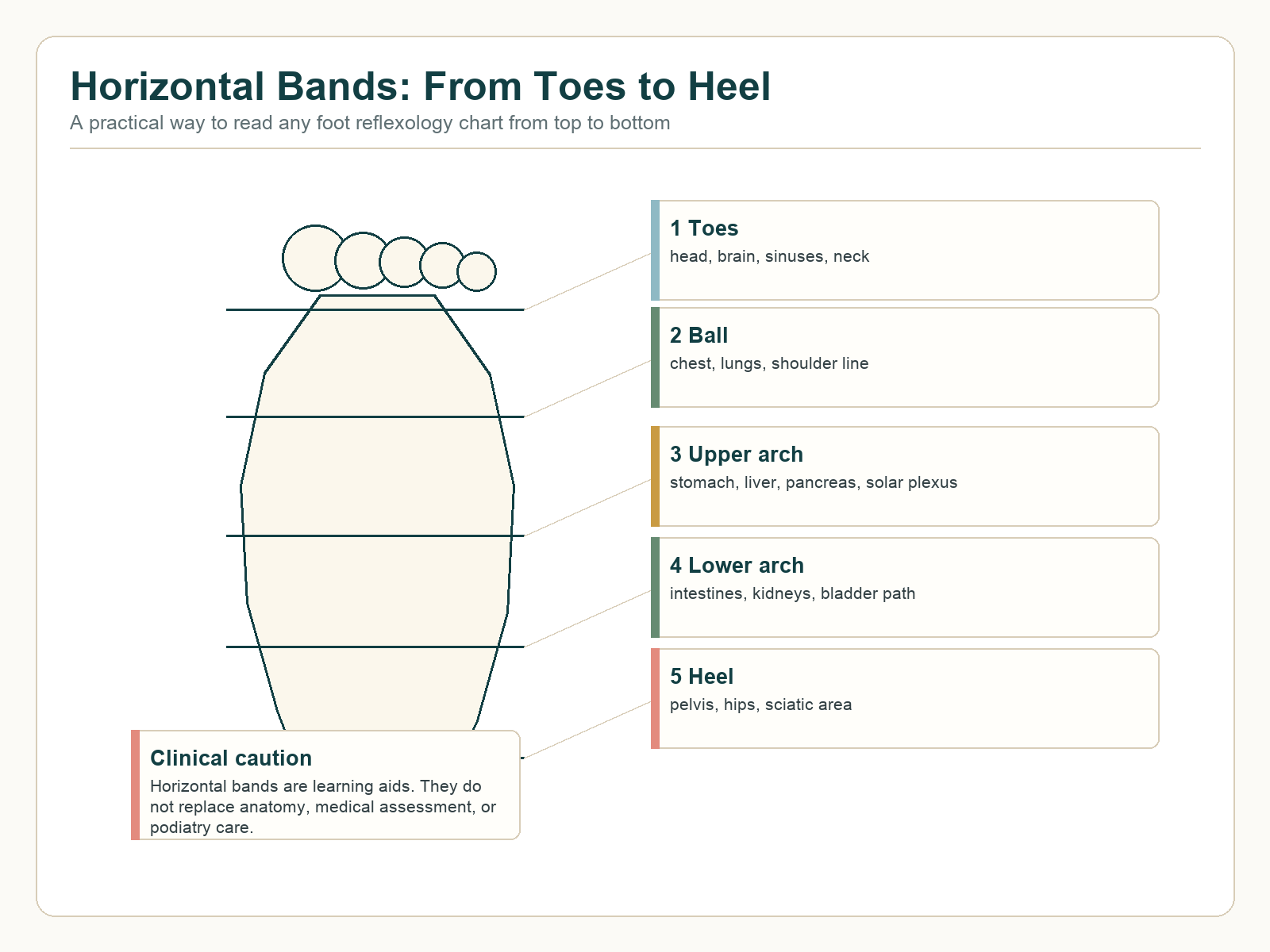 Horizontal bands of a foot reflexology chart from toes to heel, showing toes, ball of foot, upper arch, lower arch, and heel.