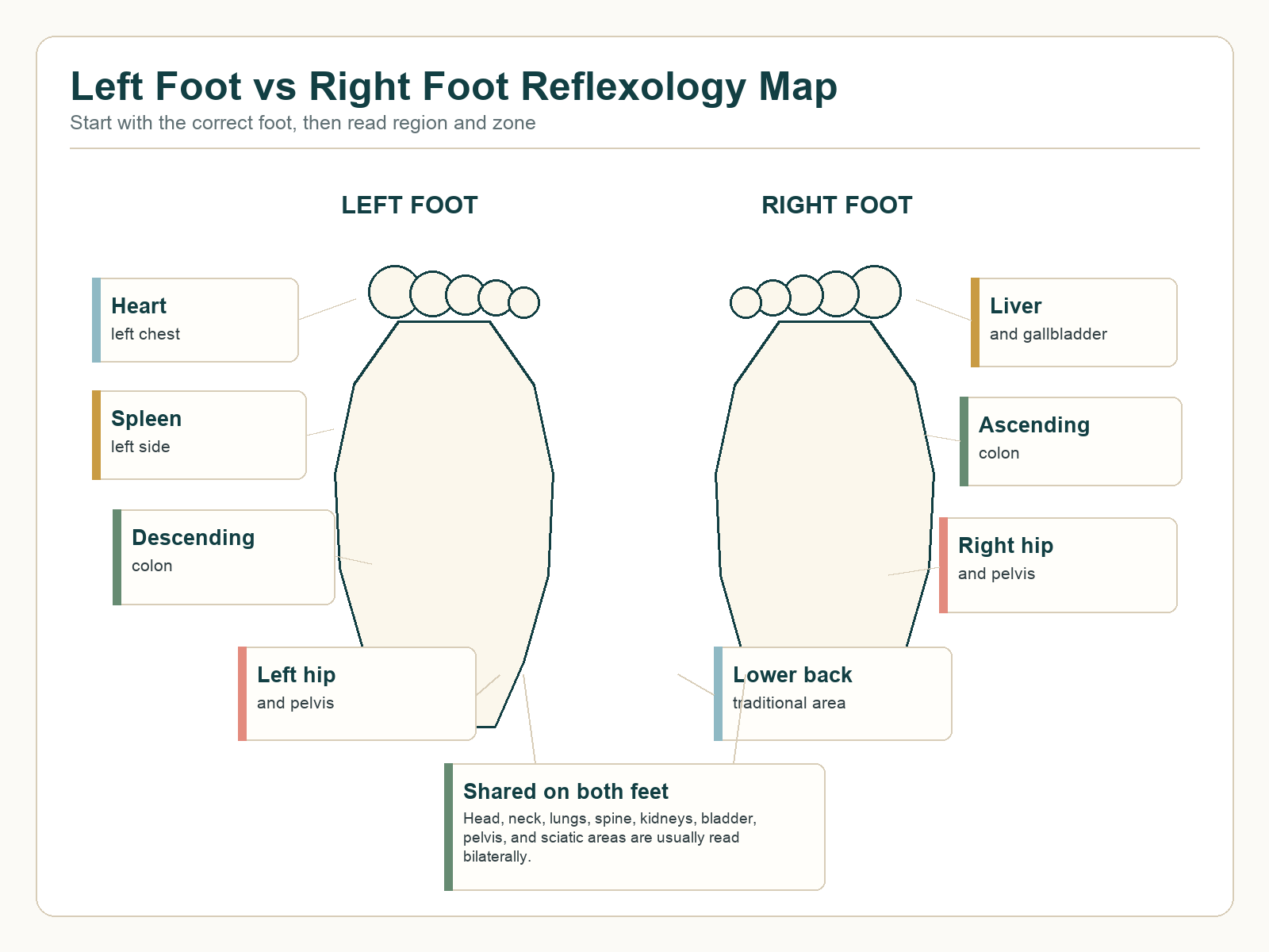 Left foot versus right foot reflexology map showing side-specific examples including heart, spleen, descending colon, liver, ascending colon, hip, lower back, and shared bilateral areas.