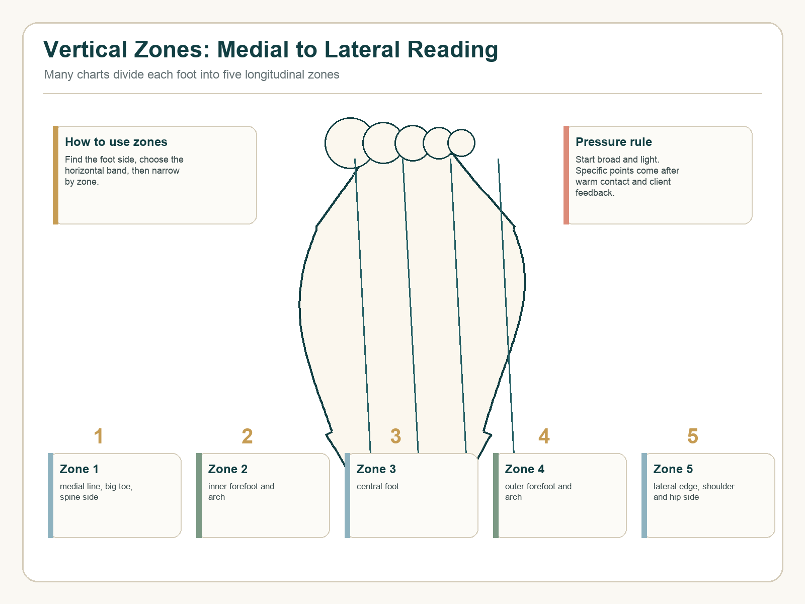 Vertical zones of a foot reflexology chart showing five longitudinal zones from medial edge to lateral edge.